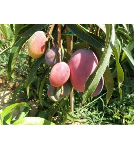 mango irwin en arbol