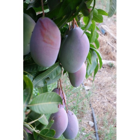 zeruko mangoak