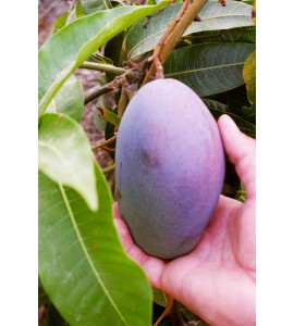 zaporeko mangoak