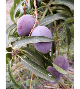 irwin mangue