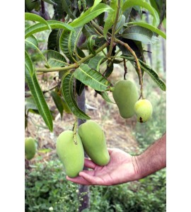 Honig mango ataulfo