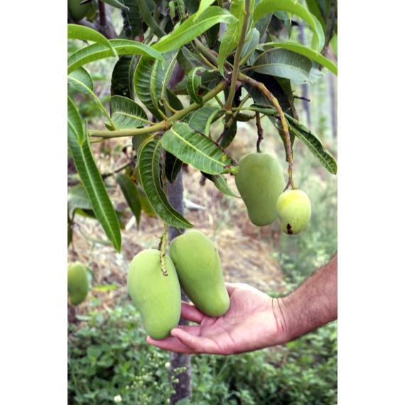 mangue ataulfo à proximité