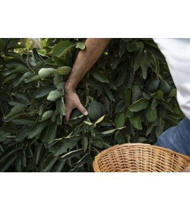 avocado tree picking