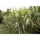 how to make sugar cane grow faster