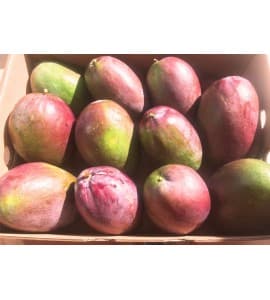 keitt mango from Almunecar