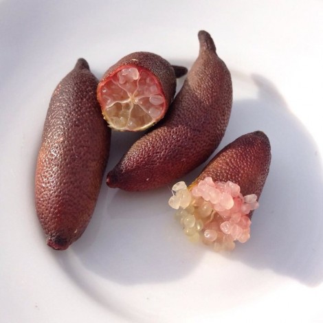 kaviar limette frucht kaufen