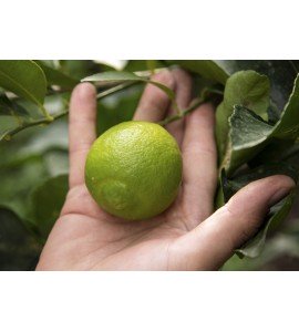 buy fresh limes online