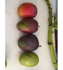 different sorts of mangoes