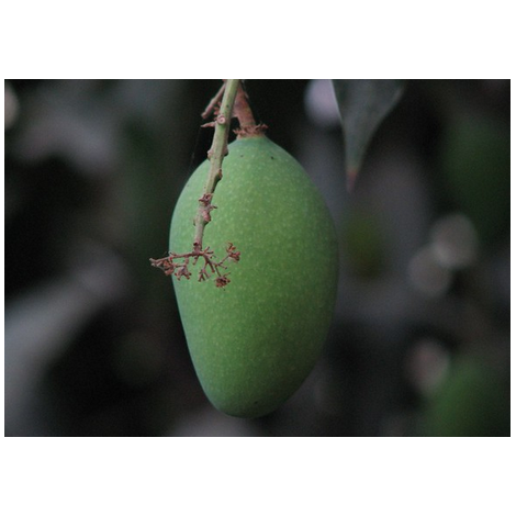 Fruta mango berdea erosi