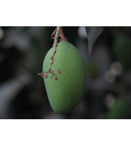Fruta mango berdea erosi