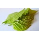 hojas de morera gusanos de seda