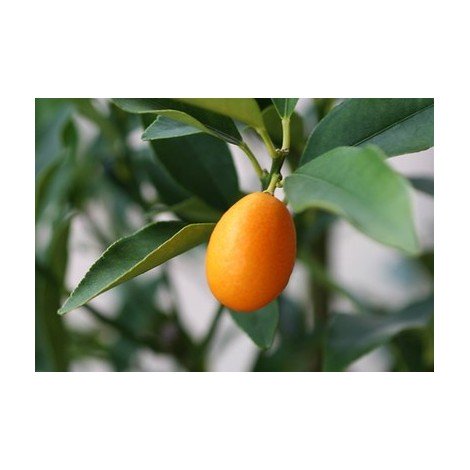 kumquat fruit