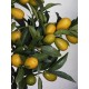 kumquat arbol