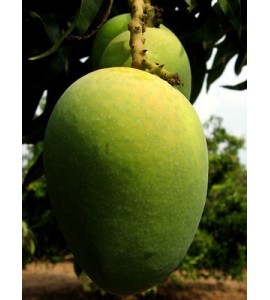 Munduko mango frutarik onena