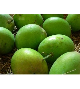 alphonso mango sorbet
