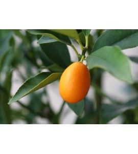 kumquat tiendadefruta