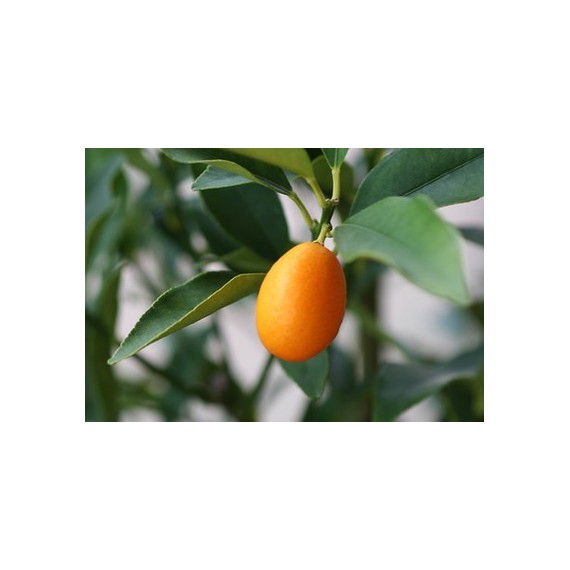 kumquat essen