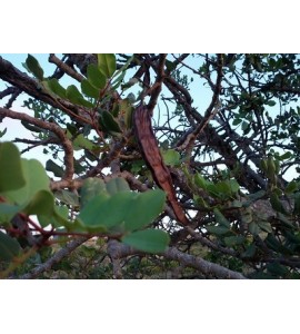carob tree