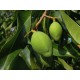 grüne mango reif