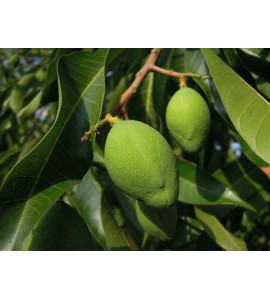 green mango thai