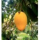 Ataulfo mango kaufen