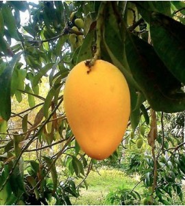 mango ataulfo del soconusco de chiapas