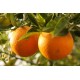 naranjas online baratas