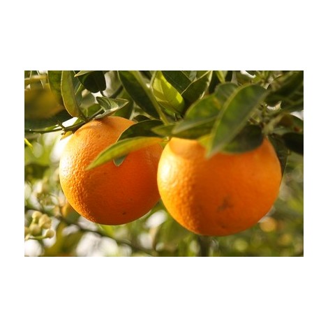 naranjas online baratas