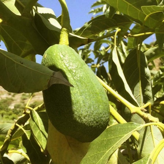 Fuerte avocado from Spain