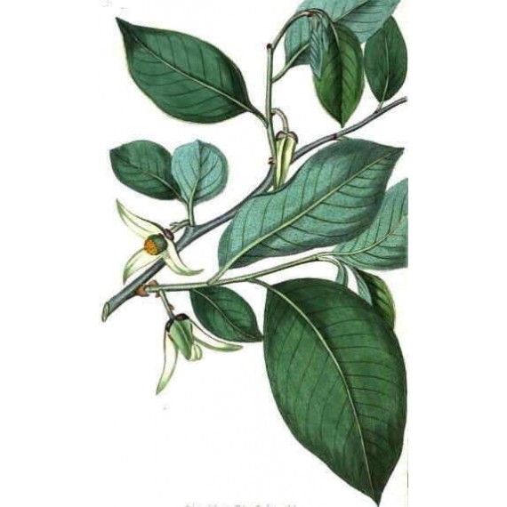 Cherimoya Blätter