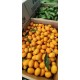 kumquats de la axarquia