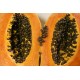 semillas de papaya donde comprar