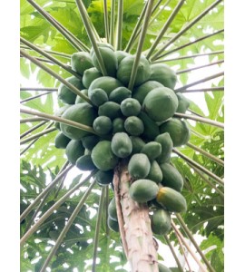 comprar arbol papaya online