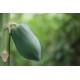 papaya verde de españa