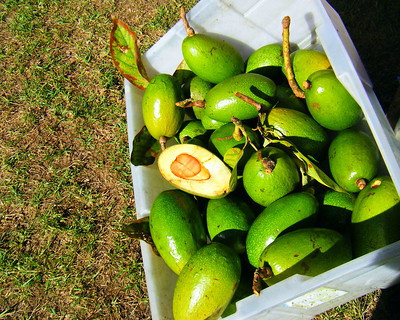 aguacates online