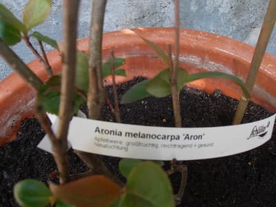 aronia melanocarpa