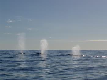 avistamiento ballenas costa tropical