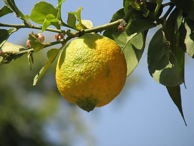 carlota de limon