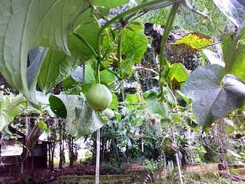 chayote como se come