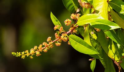 como afecta la calima a los cultivos subtropicales en la axarquia