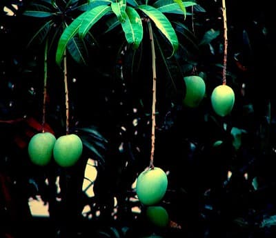 como madurar mangos verdes