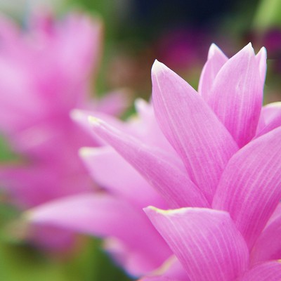 curcuma para que sirve