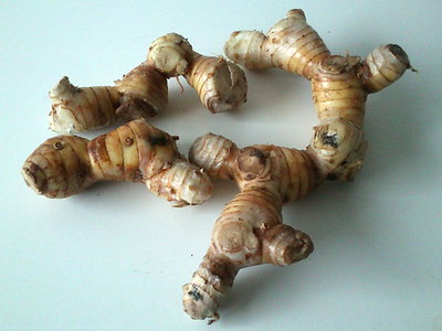 curcuma planta