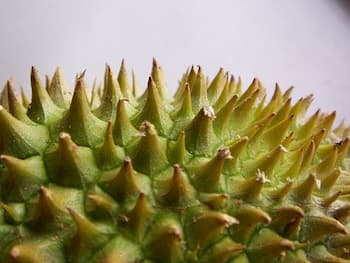 durian vivaz