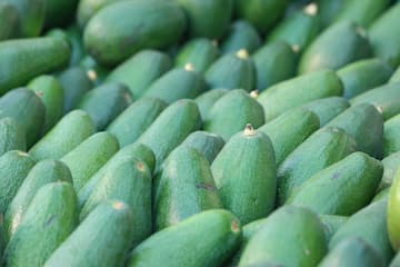 en que mes se poda el aguacate