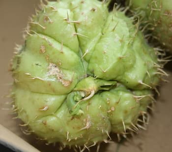 fruta verde con pinchos