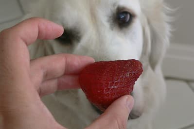 pueden comer los perros - Tienda Fruta