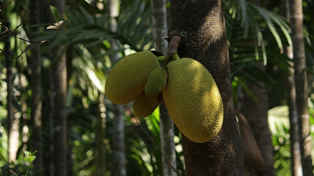 jackfruit mercadona