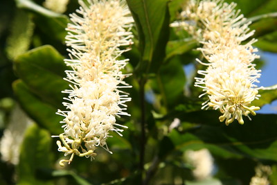 flor de macadamias
