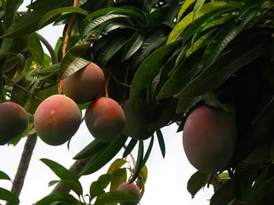 manga fruta
